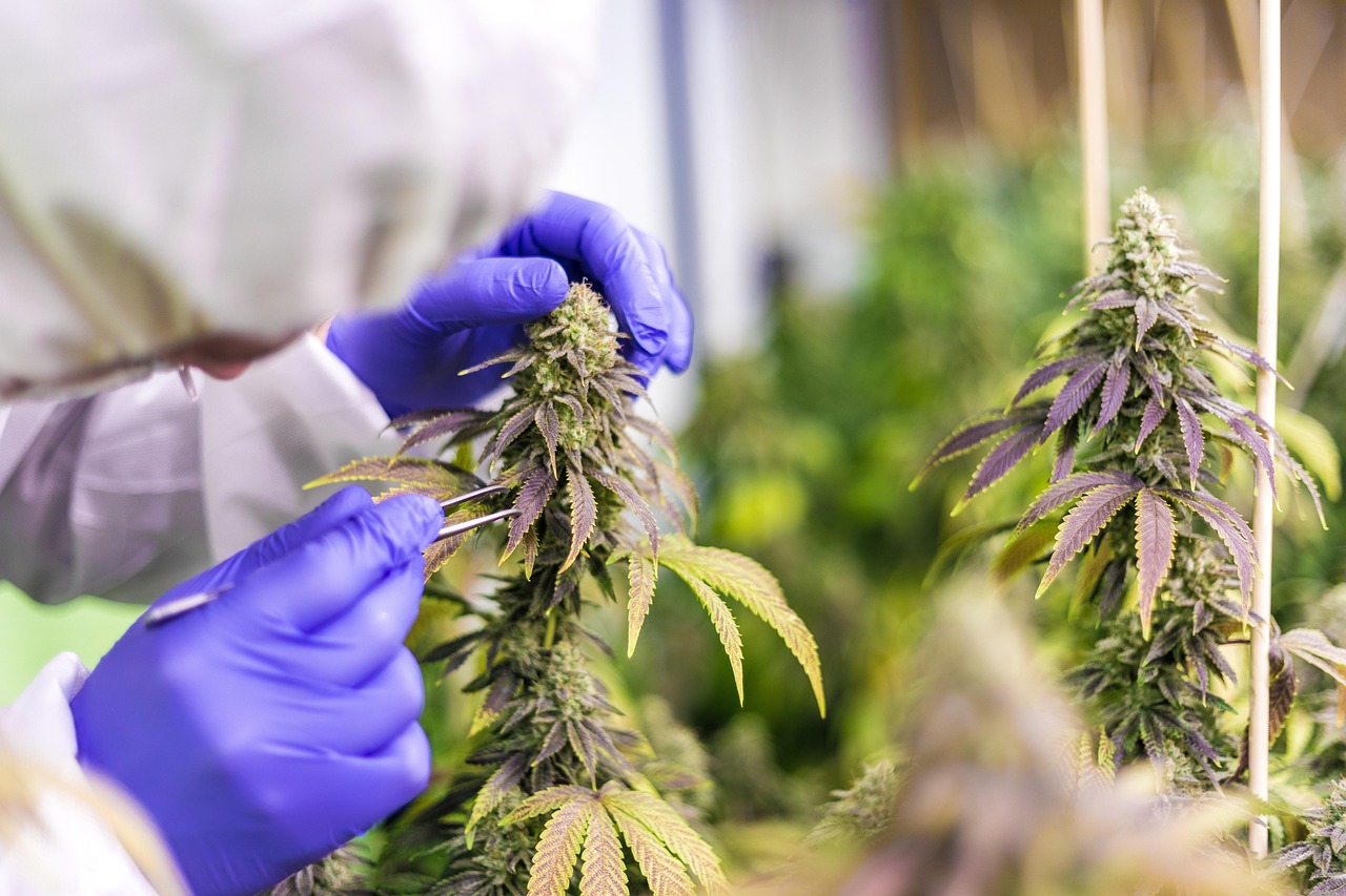 PRECIOS Y PUREZAS MEDIAS DE LA MARIHUANA EN EL MERCADO ILÍCITO (2010-2023) 